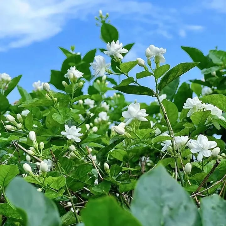 Sweet Jasmine Seeds – Grow Your Own Fragrant Flower Garden