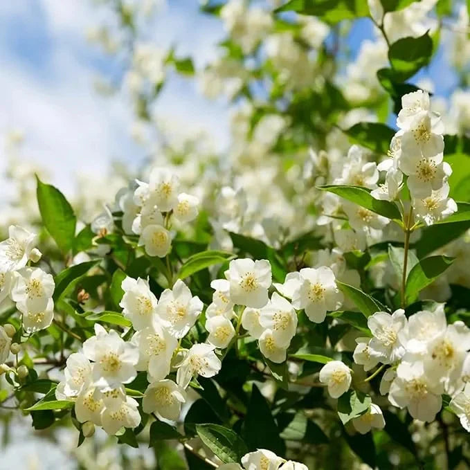🔥LAST DAY Promotion 49% OFF 🌸Beautiful Jasmine Potted Plant(Can be planted in winter)