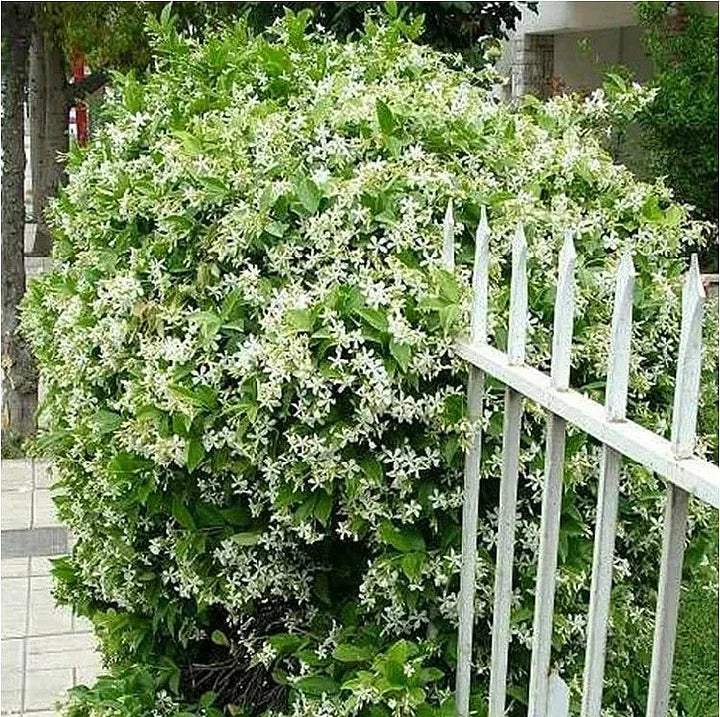Beautiful Jasmine Potted Plant(Can be planted in winter)