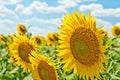 🌞Solar LED Sunflower Garden Lights-29.6inch/74cm
