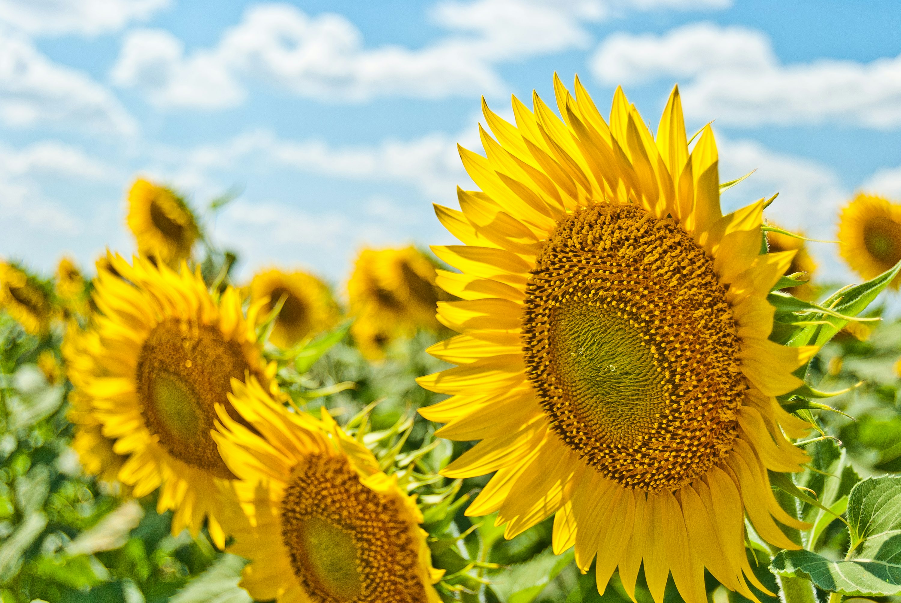 🌞Solar LED Sunflower Garden Lights-29.6inch/74cm