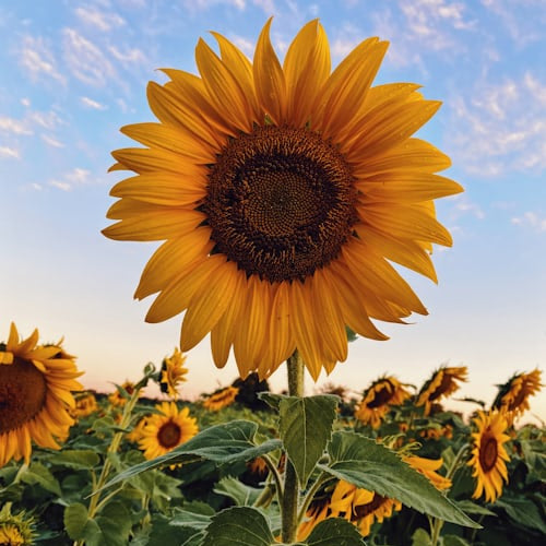 🌞Solar LED Sunflower Garden Lights-29.6inch/74cm